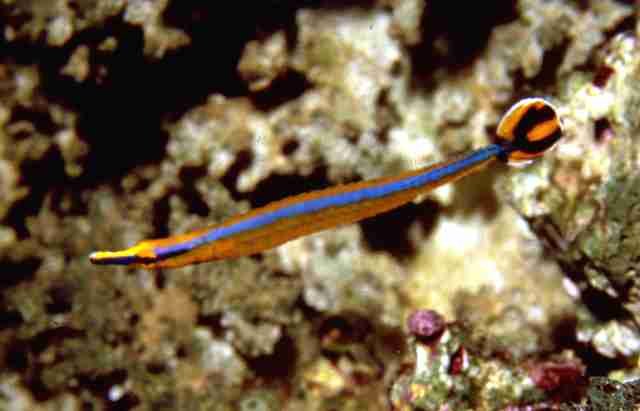 Blueline Pipefish
