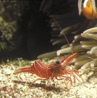 Camel Shrimp