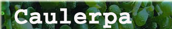 Caulerpa