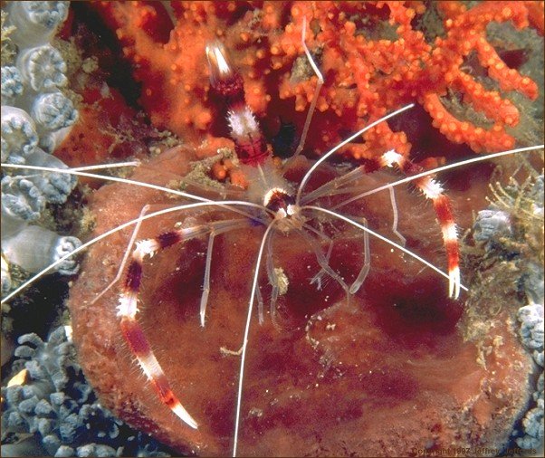 Coral Banded Shrimp
