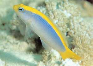 Sunrise Dottyback