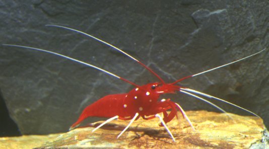 Fire Shrimp