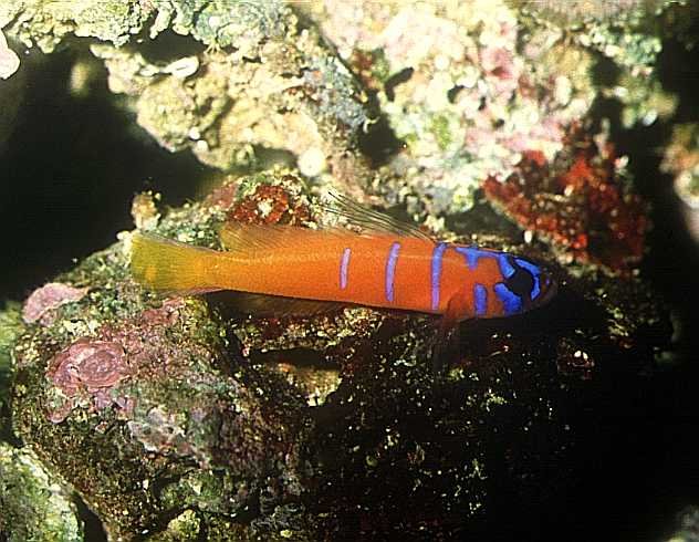 Catalina Goby