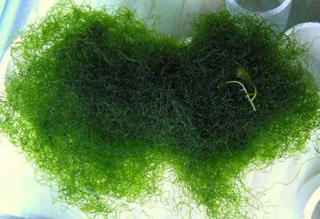 Chaetomorpha Algae