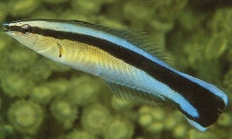 Cleaner Wrasse