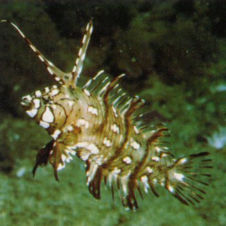 Juvenile Dragon Wrasse