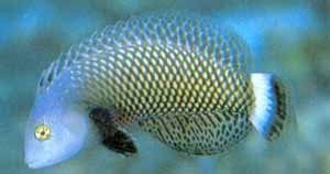 Adult Dragon Wrasse