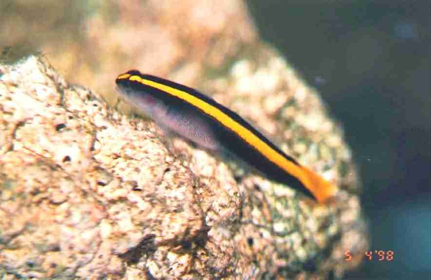 Gold Neon Goby