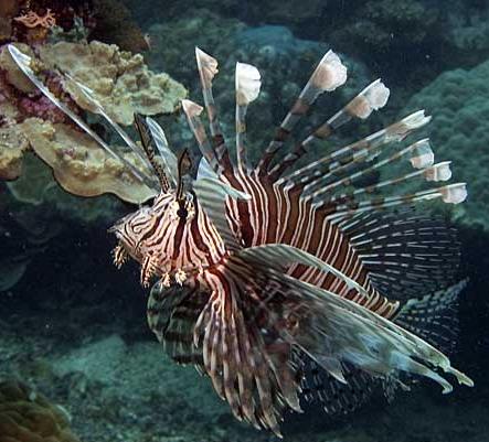 Lion Fish