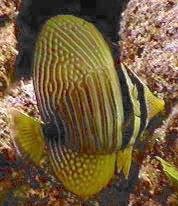 Sailfin Tang