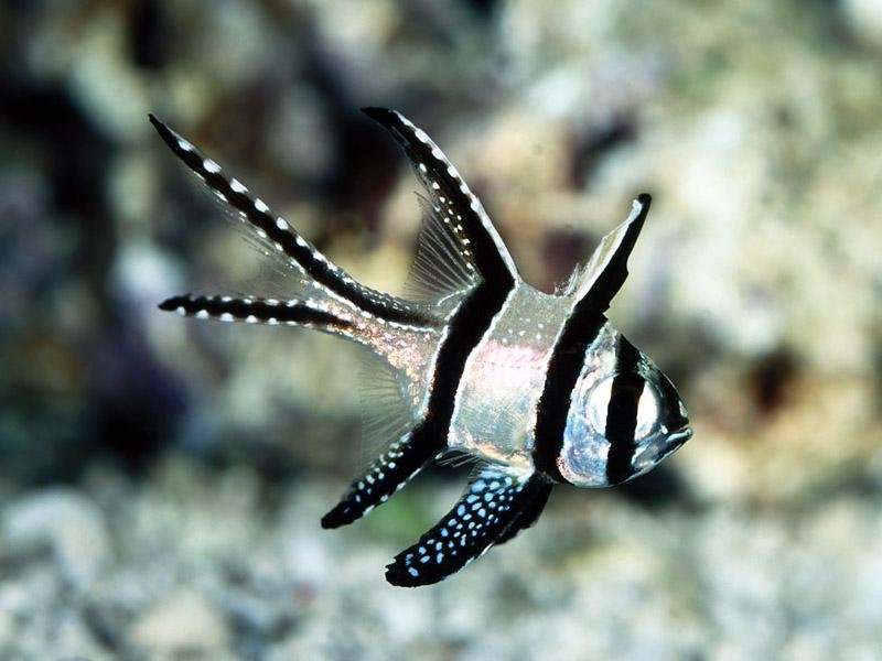 Banggai Cardinal