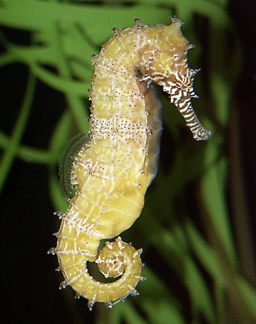 Hippocampus Barbouri