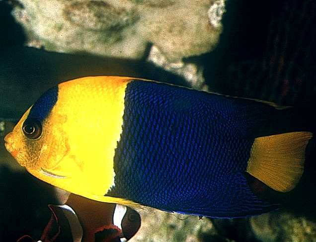 Bicolor Angel