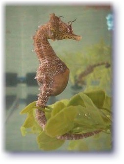 Hippocampus Barbouri