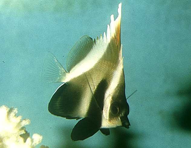 Brown Heniochus