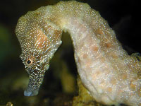 Hippocampus Barbouri