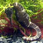 Hippocampus Barbouri