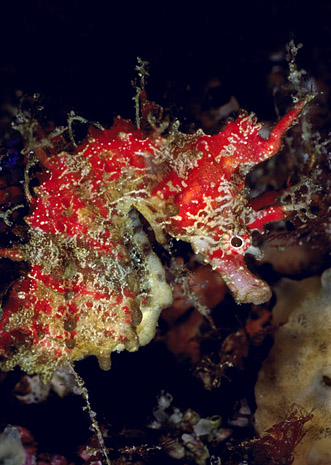 Hippocampus Barbouri