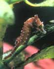 Dwarf Seahorse