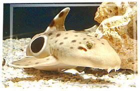 Epaulette Shark