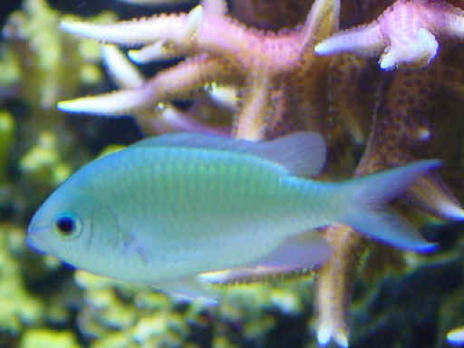 Green Chromis