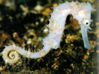 Hippocampus Barbouri
