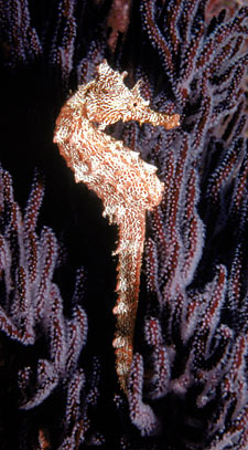 Hippocampus Barbouri