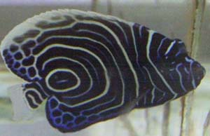 Juvenille
