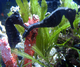 Hippocampus Barbouri