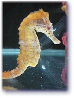 Hippocampus Barbouri