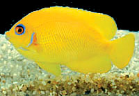 Lemonpeel Angel