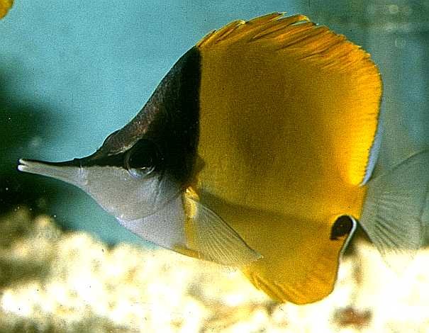Longnose Butterfly