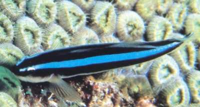 Neon Goby
