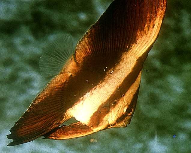 Orbic Batfish