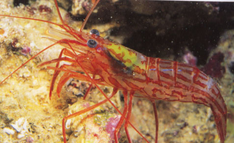 Peppermint Shrimp