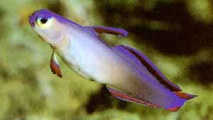 Purple Firefish