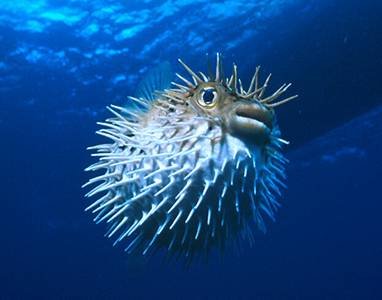 Porcupine Puffer