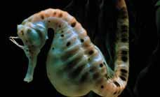 Potbelly Seahorse