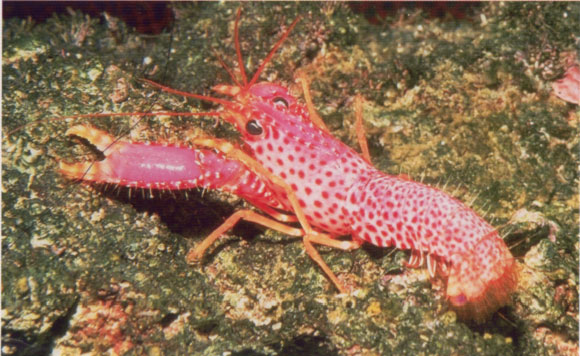 Purple Lobster