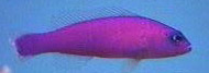Purple Pseudochromis