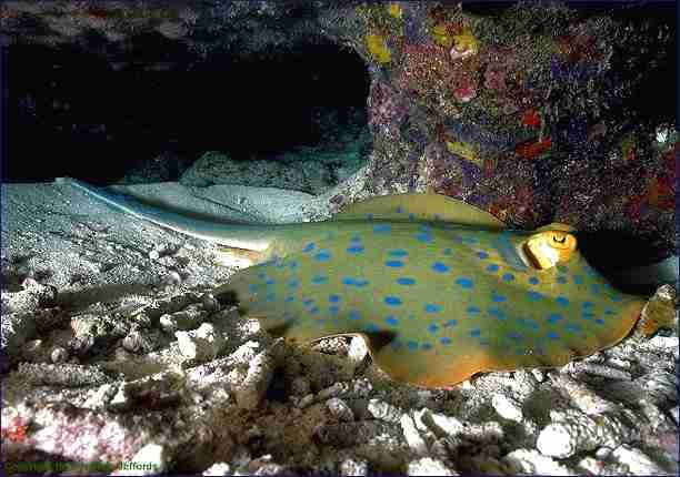 Blue Spotted Stingray