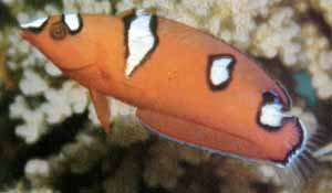 Red Coris Juvenile
