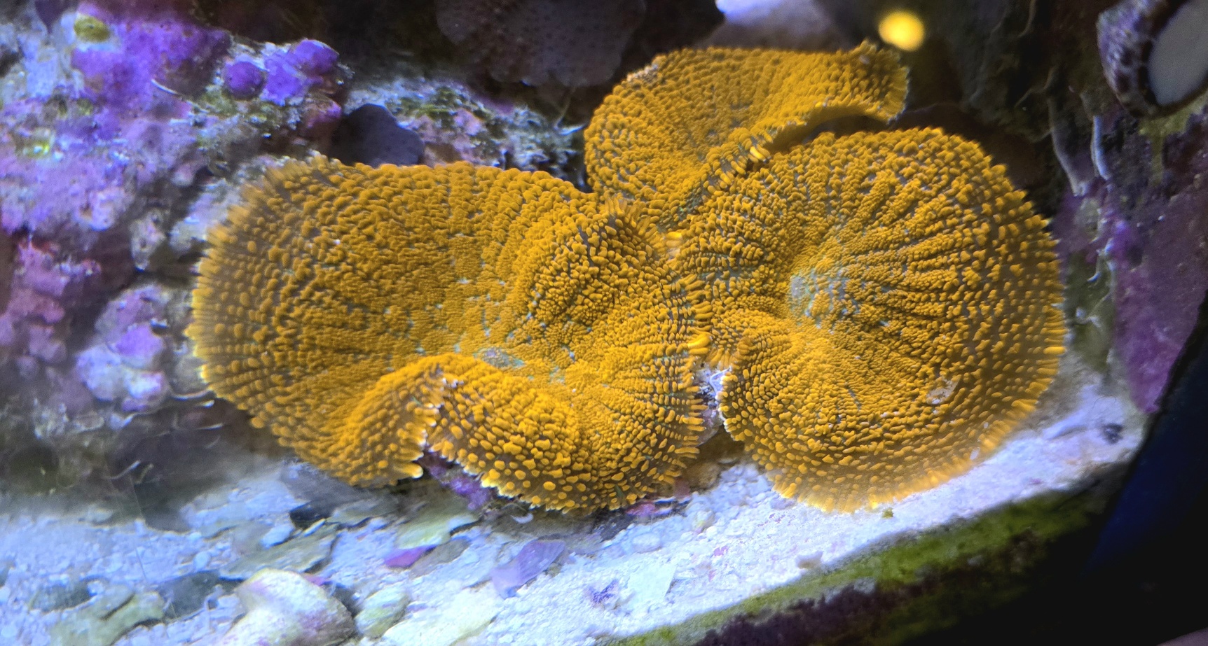 Large Red Rhodactus Mushroom