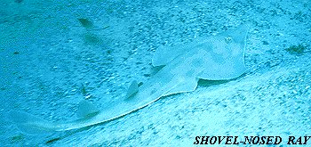 Guitar Nose Ray