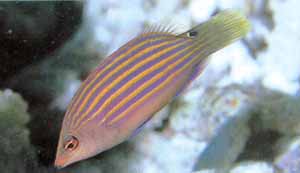Sixline Wrasse
