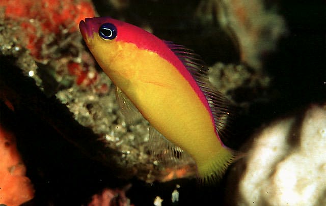 Skunk Pseudochromis