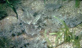 Hippocampus Barbouri