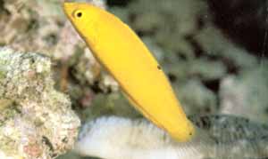 Yellow Coris Wrasse