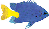 Yellowtail Blue Damsel