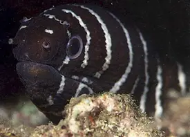 Zebra Moray